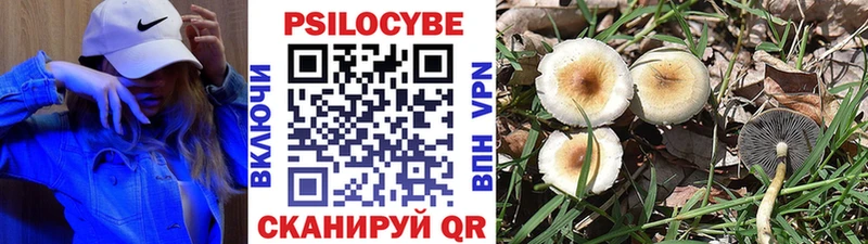 МЕГА зеркало  наркотики  Выборг  Псилоцибиновые грибы Psilocybine cubensis 